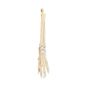 Carpal Joint Left - Image 1