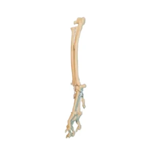 Carpal Joint Right - Image 2