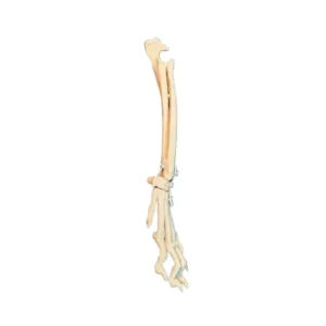 Carpal Joint Right - Image 3