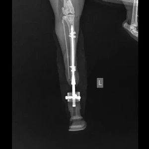 ITAPD (Dog), ITAPC (Cat) - Image 13