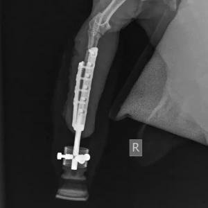 ITAPD (Dog), ITAPC (Cat) - Image 14