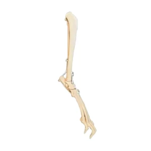 Tarsal Joint Rigth - Image 1