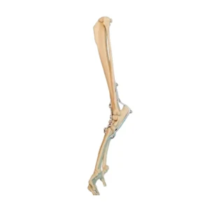 Tarsal Joint Rigth - Image 3