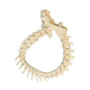 Spine - Image 1