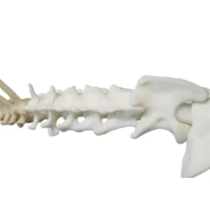 Spine - Image 9