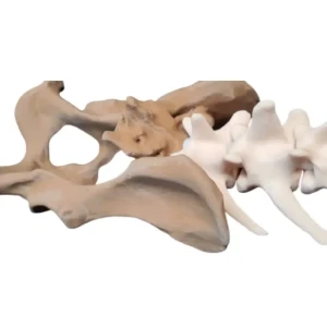 Spine - Image 10