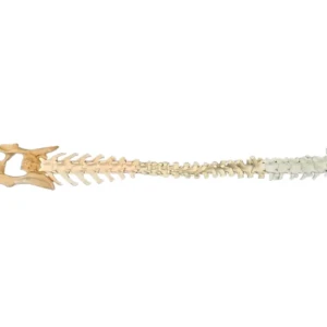 Spine - Image 11