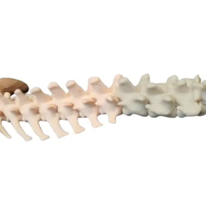 Spine - Image 12
