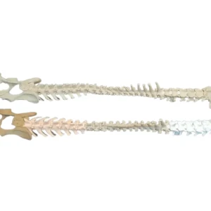 Spine - Image 13