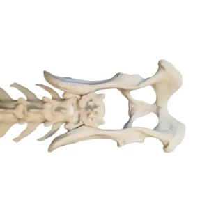 Spine - Image 4