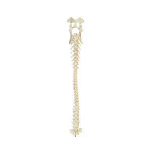 Spine - Image 3