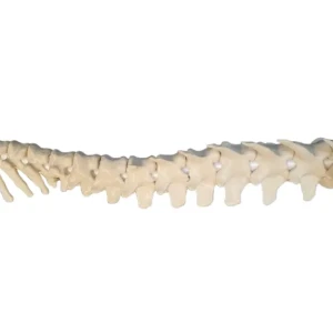 Spine - Image 5