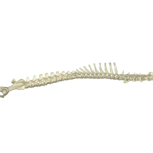 Spine - Image 2