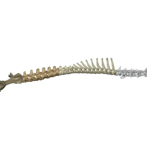 Spine - Image 7