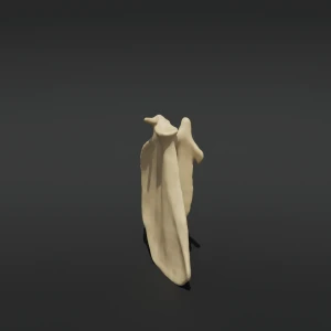Anatomical model of a cat's Scapula - Image 1