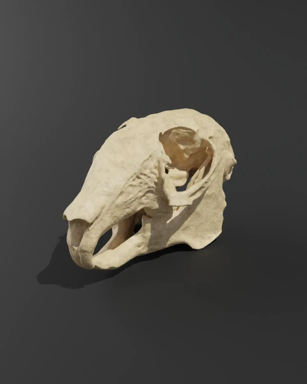 Anatomical model of a rabbit skull