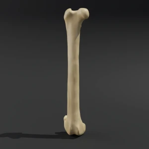 Anatomical model of the femur - Image 1