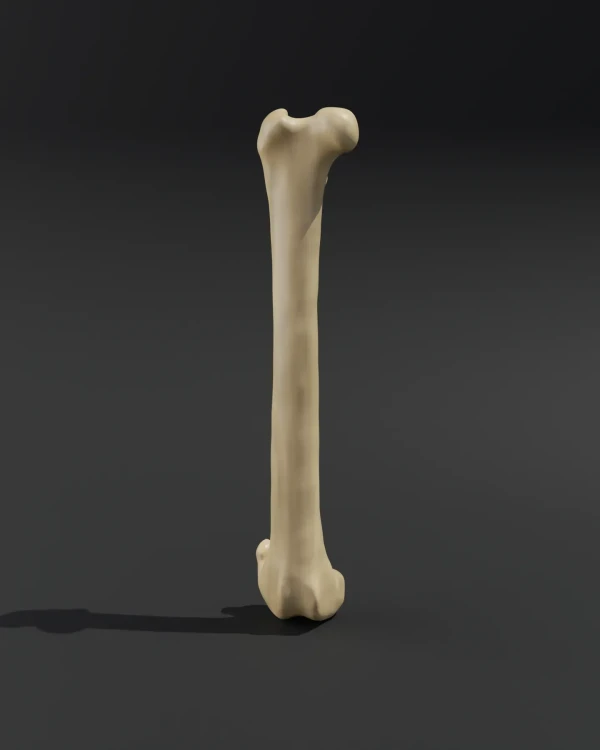Anatomical model of the femur cat 1