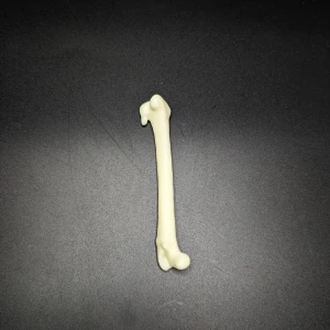 Anatomical model of the femur - Image 2