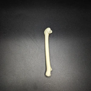 Anatomical model of the femur - Image 3