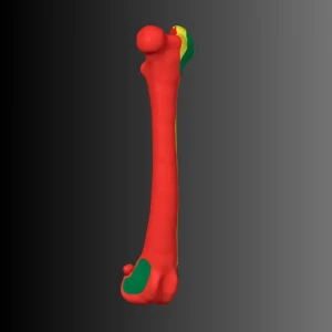 Anatomical model of the femur of a dog (bone map) - Image 1