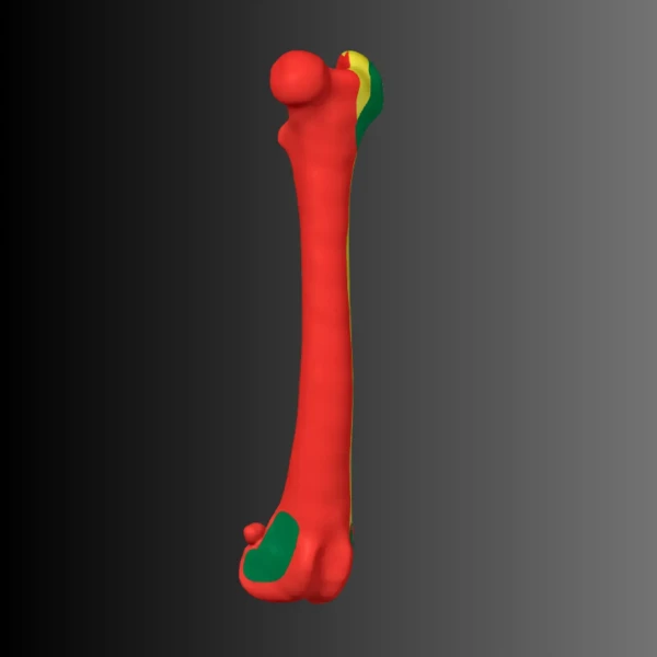 Anatomical model of the femur of a dog (bone map) 1