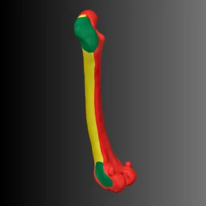 Anatomical model of the femur of a dog (bone map) - Image 2