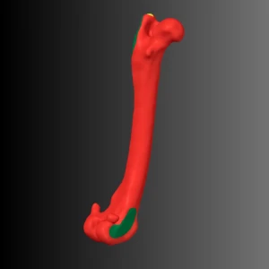 Anatomical model of the femur of a dog (bone map) - Image 6
