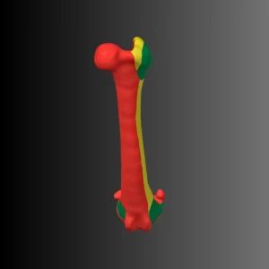 Anatomical model of the femur of a dog (bone map) - Image 5