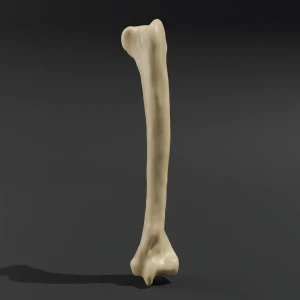Anatomical model of the humerus bone - Image 1