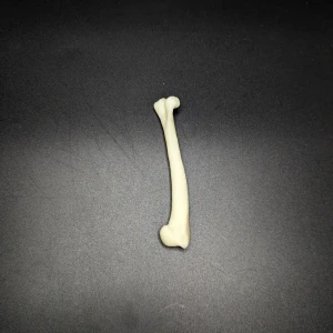 Anatomical model of the humerus bone - Image 2