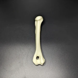 Anatomical model of the humerus bone - Image 2