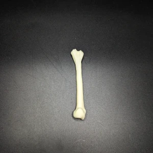 Anatomical model of the humerus bone - Image 3