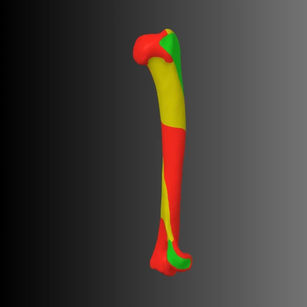 Anatomical model of the humerus of a cat (bone map) 1