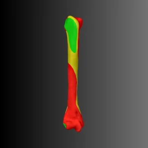 Anatomical model of the humerus of a cat (bone map) - Image 2