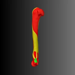 Anatomical model of the humerus of a cat (bone map) - Image 4
