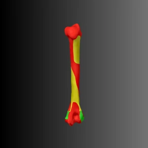 Anatomical model of the humerus of a cat (bone map) - Image 3