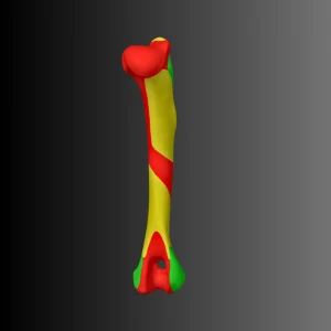 Anatomical model of the humerus of a dog (bone map) - Image 1