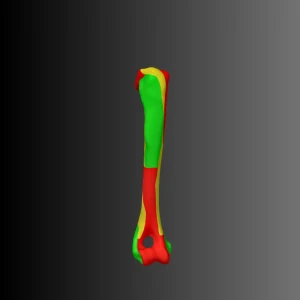 Anatomical model of the humerus of a dog (bone map) - Image 2