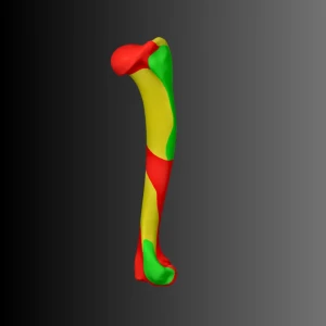 Anatomical model of the humerus of a dog (bone map) - Image 3