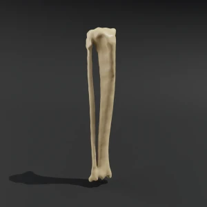 Anatomical model of the lower leg - Image 1