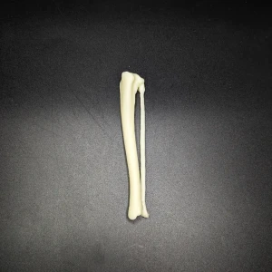 Anatomical model of the lower leg - Image 2