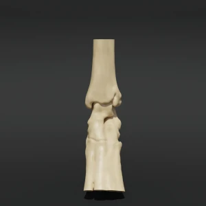 Anatomical model of the tarsus joint - Image 1