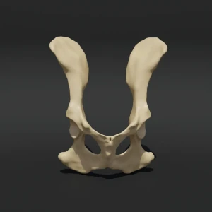 Anatomical model of the pelvis - Image 1