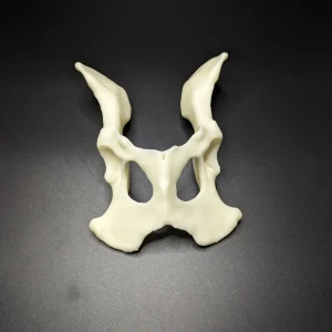 Anatomical model of the pelvis - Image 2