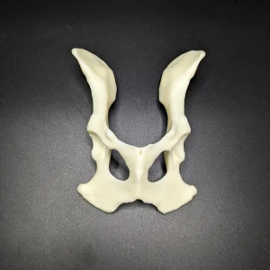 Anatomical model of the pelvis - Image 3