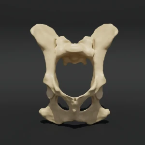 Anatomical model of the pelvis with coccyx - Image 1