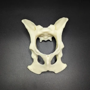 Anatomical model of the pelvis with coccyx - Image 2