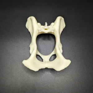 Anatomical model of the pelvis with coccyx - Image 3