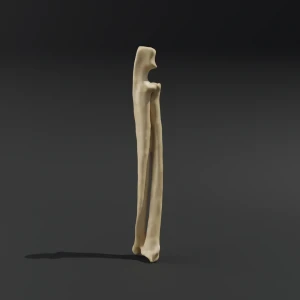 Anatomical model of the antebrachium - Image 1
